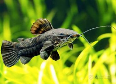 Megalechis thoracata