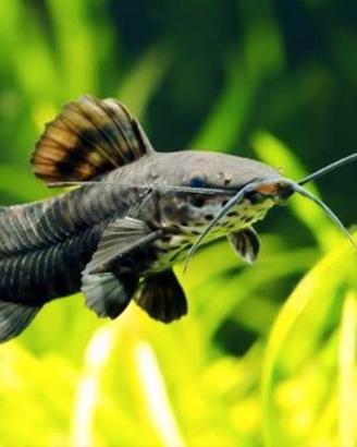 Megalechis thoracata