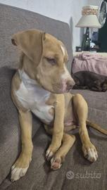 Pitbull red nose