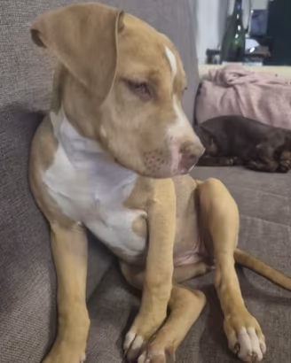 Pitbull red nose