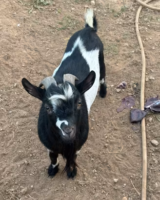 Capretta tibetana