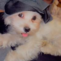 Maltesino