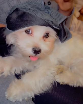 Maltesino