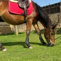 Pony per principianti