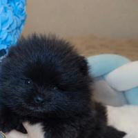 Spitz di Pomerania miny toy femmina