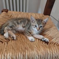 Micetti in affido circa due mesi già svezzati