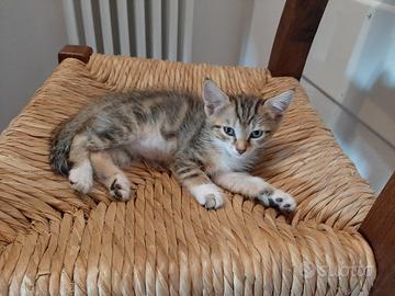 Micetti in affido circa due mesi già svezzati