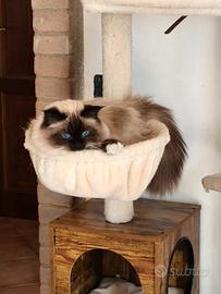 Sacro di Birmania per accoppiamento