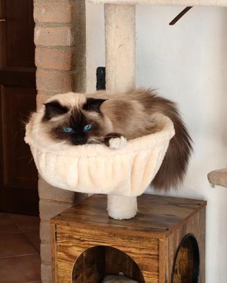 Sacro di Birmania per accoppiamento