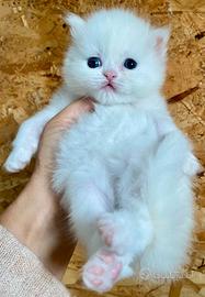 Gattina persiano normotipo