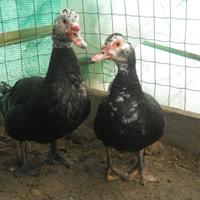 Coppia di anatre mute