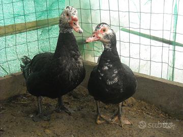 Coppia di anatre mute