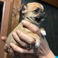 Cuccioli di chiwawa chihuahua