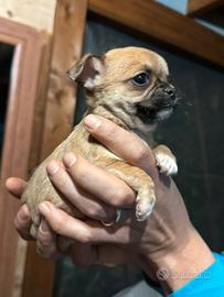 Cuccioli di chiwawa chihuahua