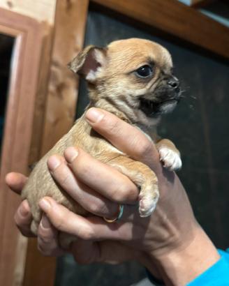 Cuccioli di chiwawa chihuahua