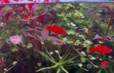 Pesci endler acquario