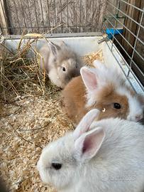 Conigli nani testa di leone- cuccioli