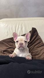 Bulldog francese