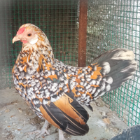 Gallina bantam java