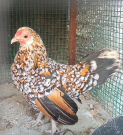 Gallina bantam java