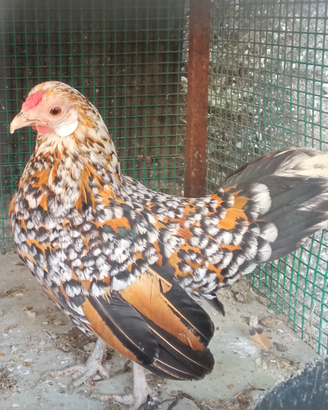 Gallina bantam java