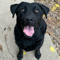 Nina 2 anni labrador retriever