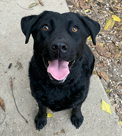 Nina 2 anni labrador retriever