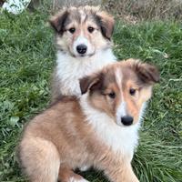 Cucciolo collie