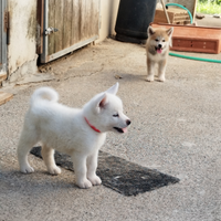 Cuccioli di akita con pedigree