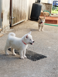 Cuccioli di akita con pedigree