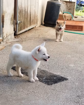 Cuccioli di akita con pedigree