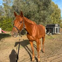 Cavallo Anglo-Arabo da salto a ostacoli