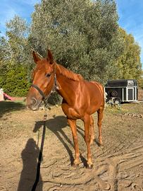 Cavallo Anglo-Arabo da salto a ostacoli
