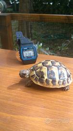 Tartaruga di terra hh