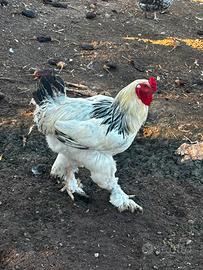 Animali misti