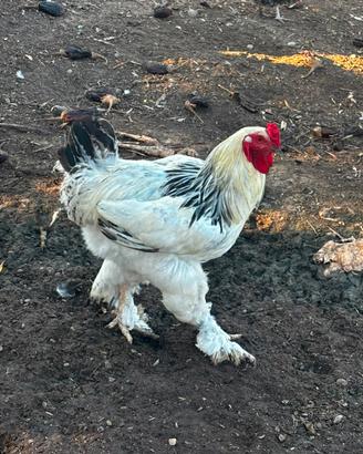 Animali misti