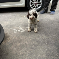 Cane per tartufo lagotto romagnolo