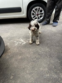 Cane per tartufo lagotto romagnolo