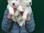 Immagine 10