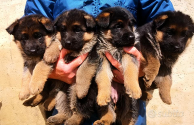 Cuccioli pastore tedesco