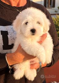 Cucciolo di Coton de Tuléar con pedigree ENCI