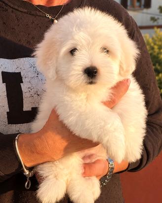 Cucciolo di Coton de Tuléar con pedigree ENCI