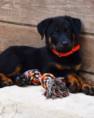 Cucciola PASTORE di BEAUCE nero focata