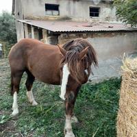 Cavalla Tpr bella e slanciata