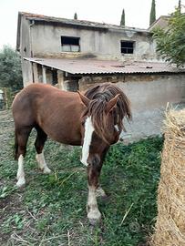 Cavalla Tpr bella e slanciata