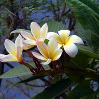 5 Talee di Plumerie Siciliane (+1 omaggio)