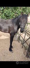 Puledro