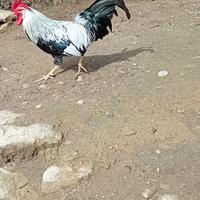 Gallo livornese