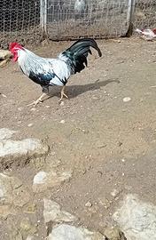 Gallo livornese
