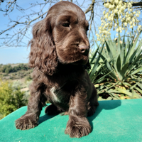 Cocker spaniel inglese pedigree PET TERAPY Show